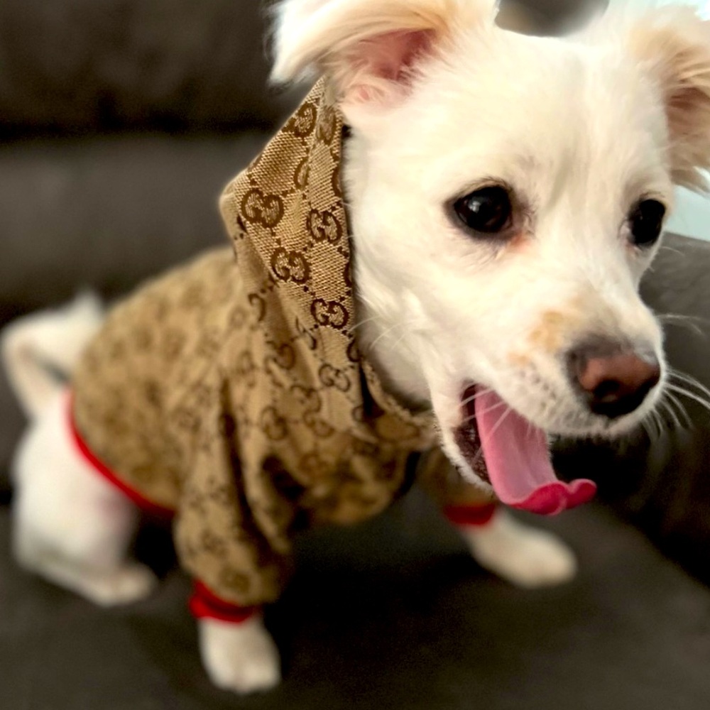 Chic Track Suit for Dogs (and Cats!) – Available in Small & Medium